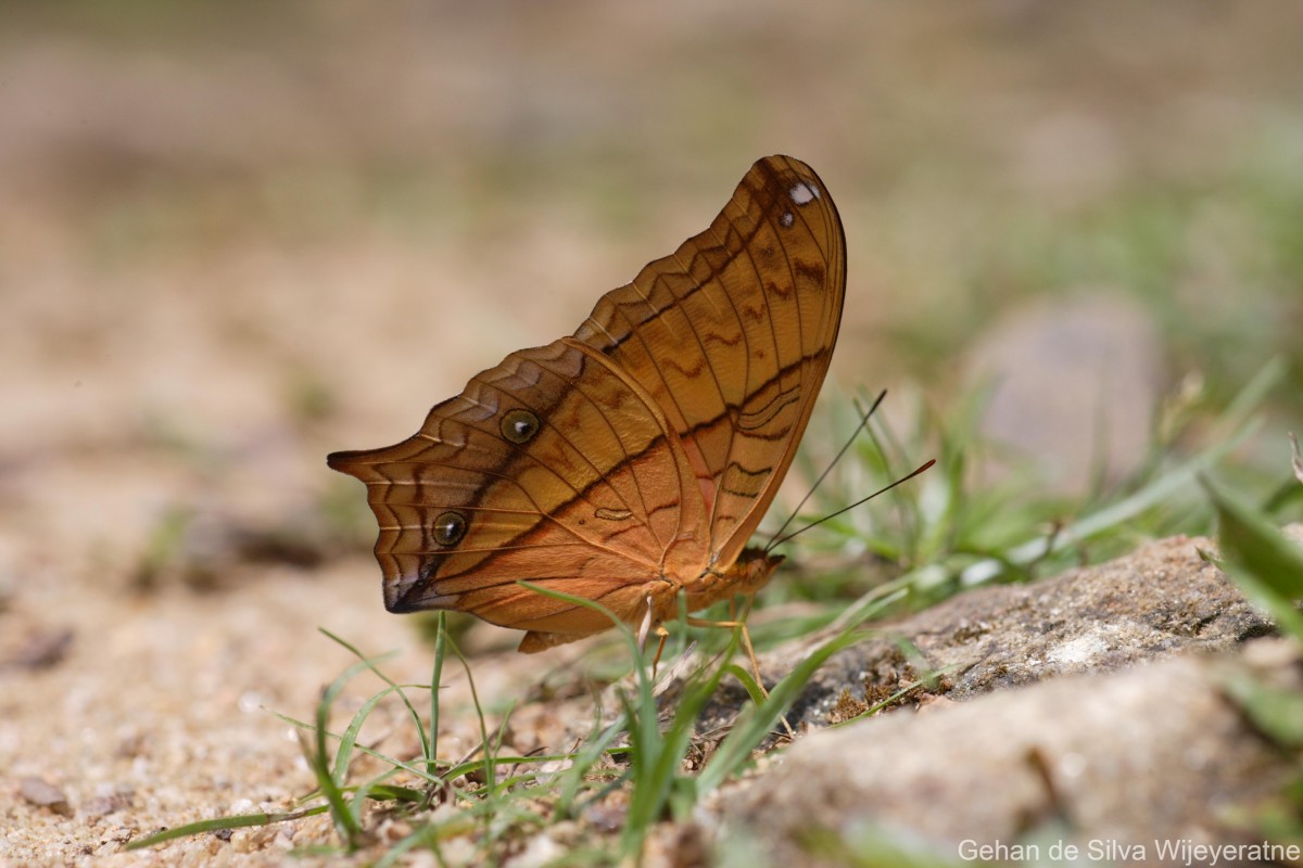 Vindula erota Fabricius, 1793